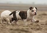 BOULEDOGUE AMERICAIN 149